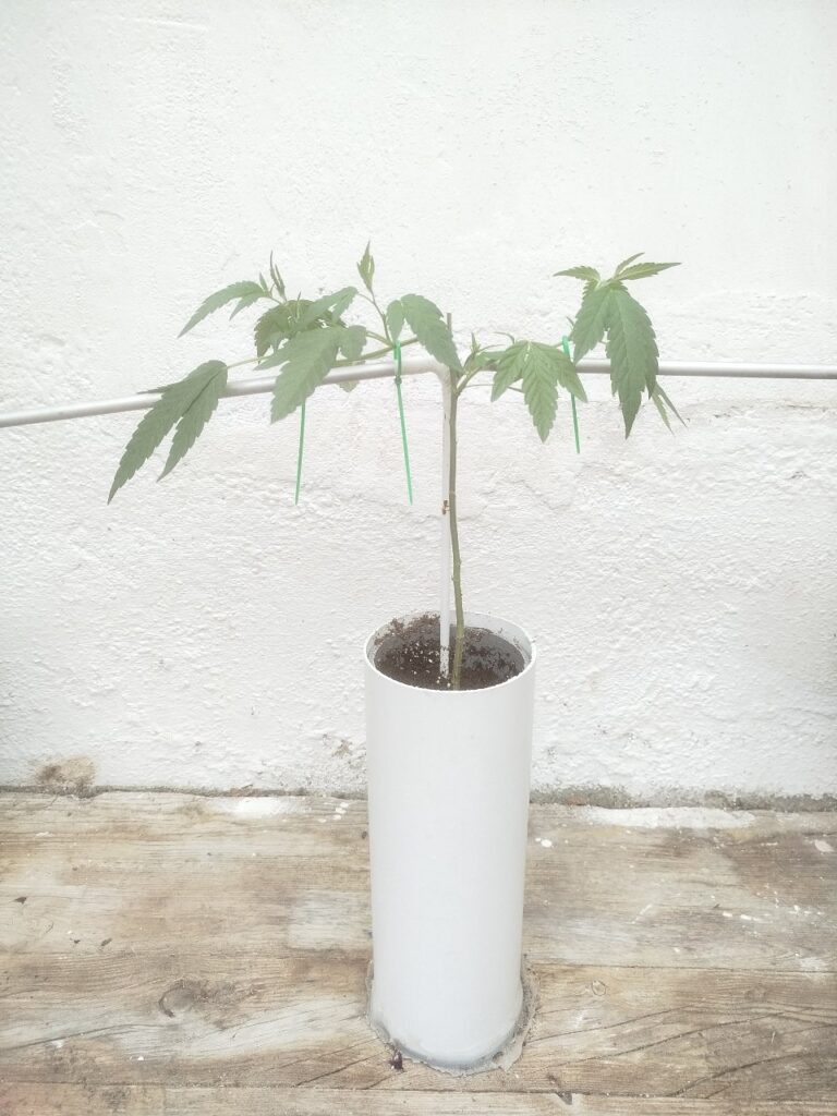 Marihuana por un tubo 2026!!!