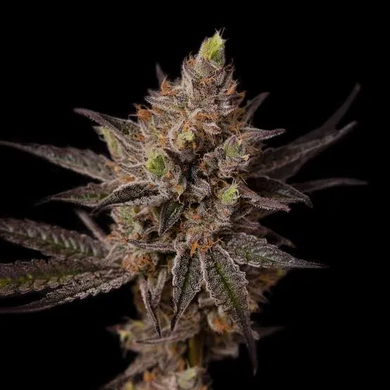 Blueberry Muffin