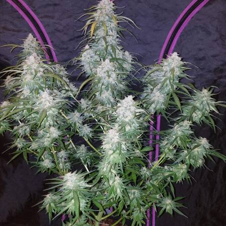 Pineapple Express