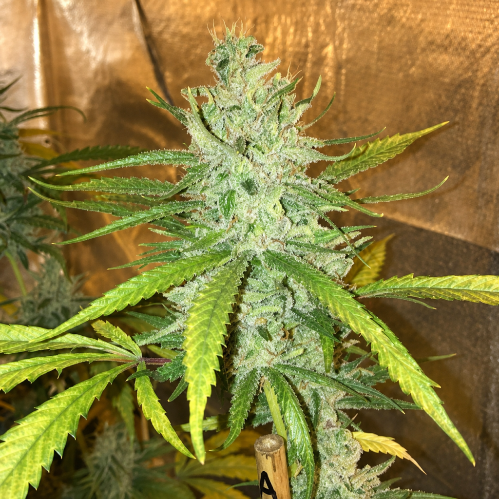 Amnesia Haze
