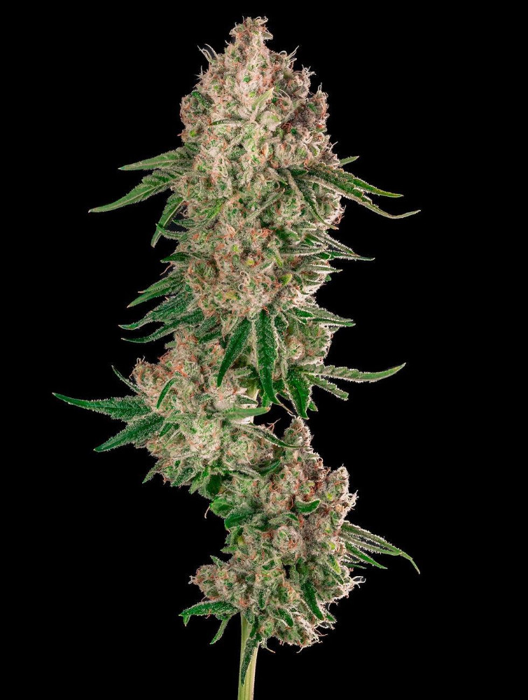 Cogollo manicurado de Atlas Bloom F1