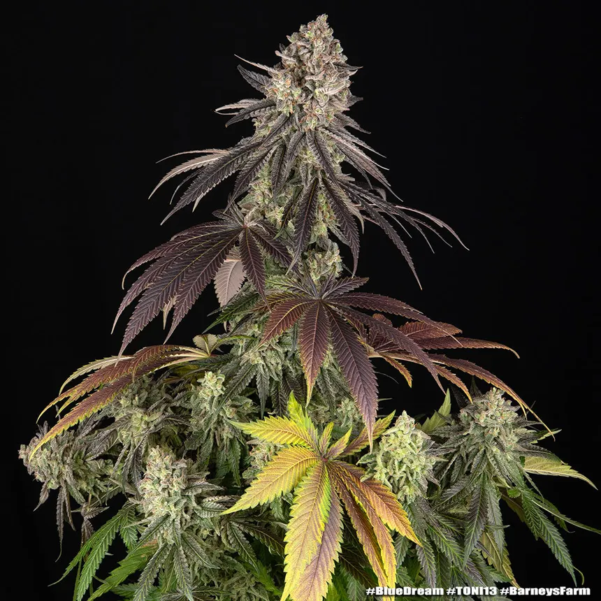 Blue Dream