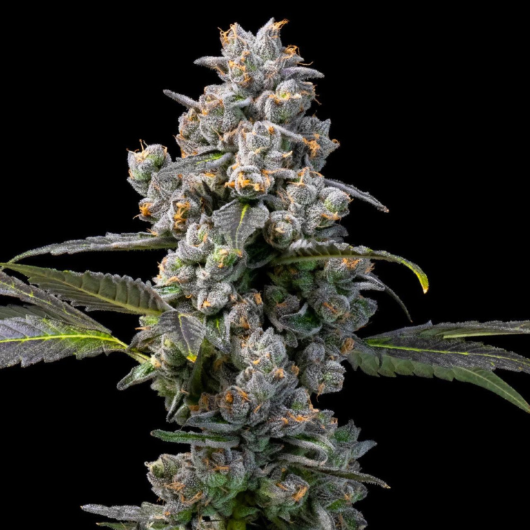 Cogollo manicurado de Cobalto Kush F1
