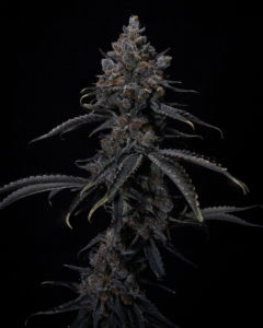 Lumen Haze F1