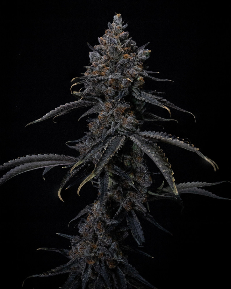 Cogollo manicurado de Lumen Haze F1