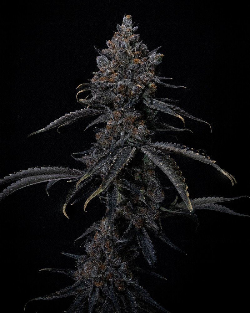 Lumen Haze F1