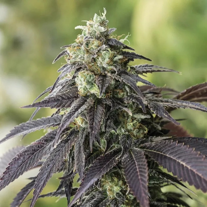 707 Headband