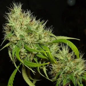A5 Haze