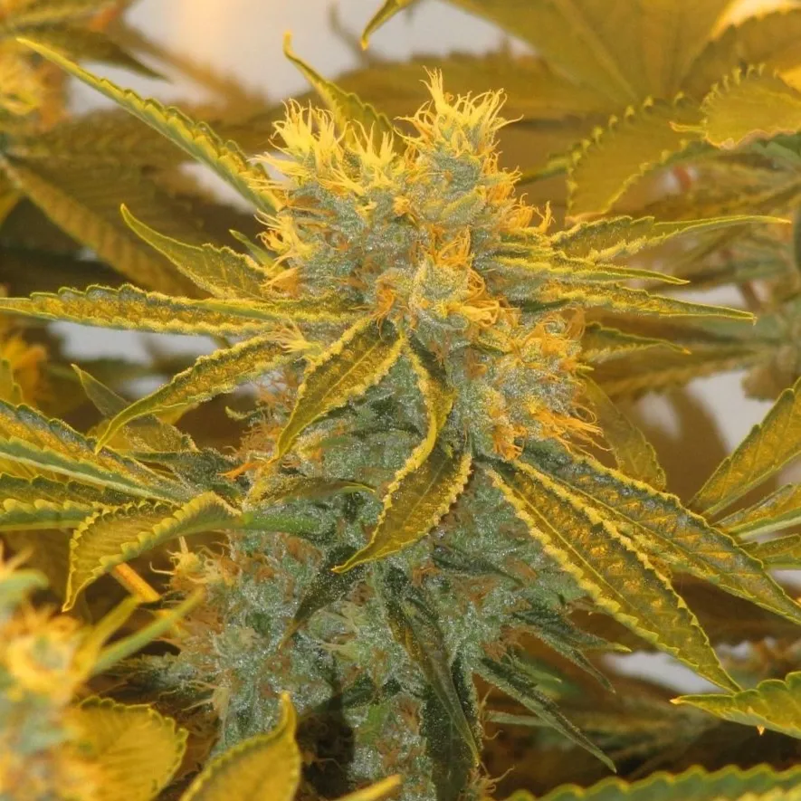 Afghan Delight