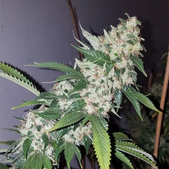 Afghan Hammer