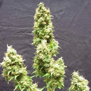 Afghanica