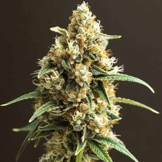 African Haze