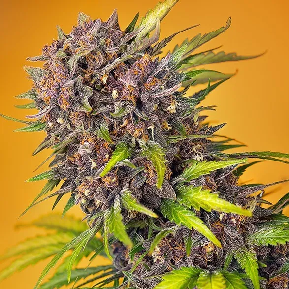 Angola Red