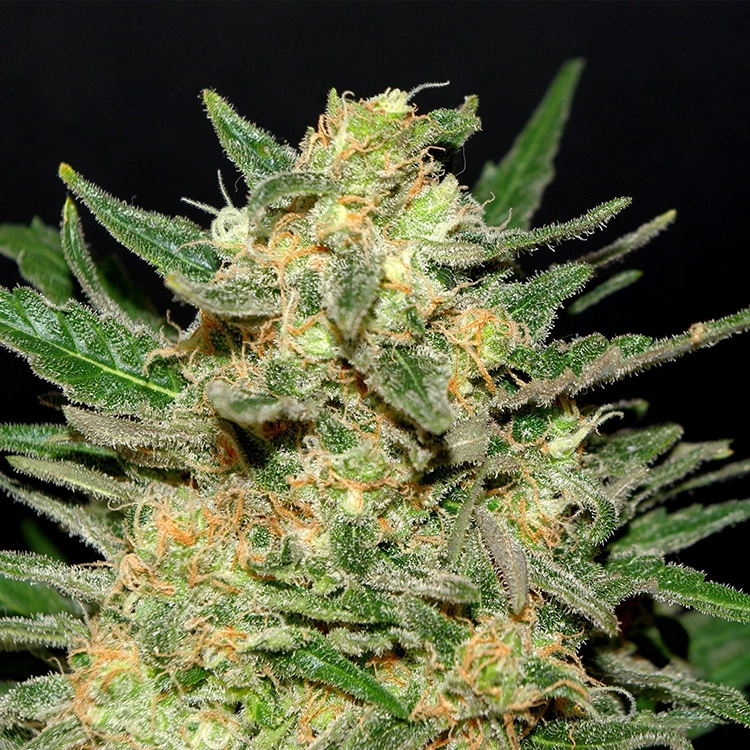 Berry White