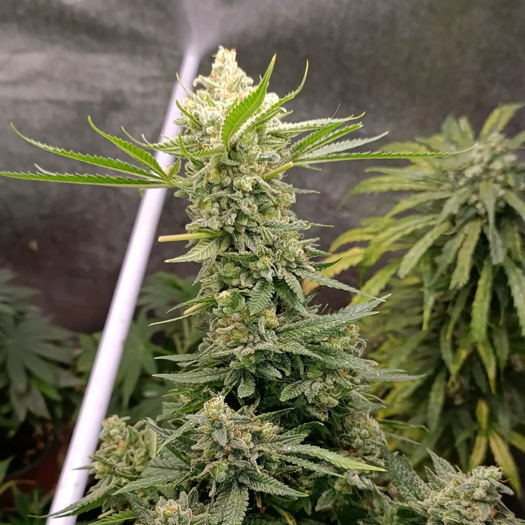 Big Buddha Cheese
