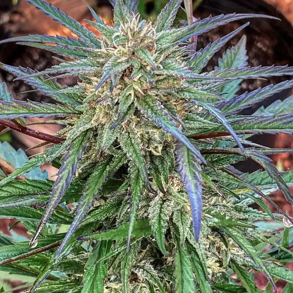 Big Sur Holy Weed