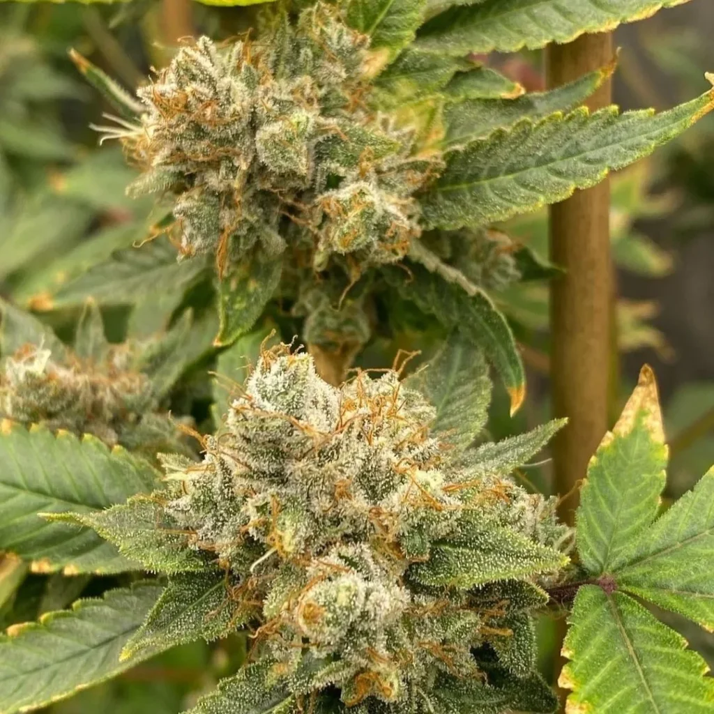 Bio-Diesel