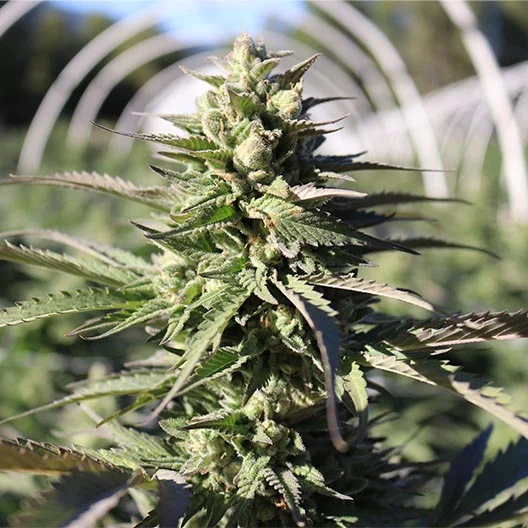 Black Cherry Gelato