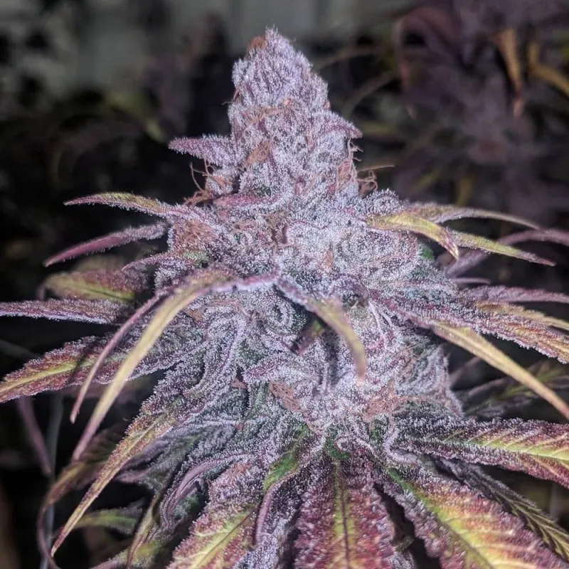 Black Cherry Punch