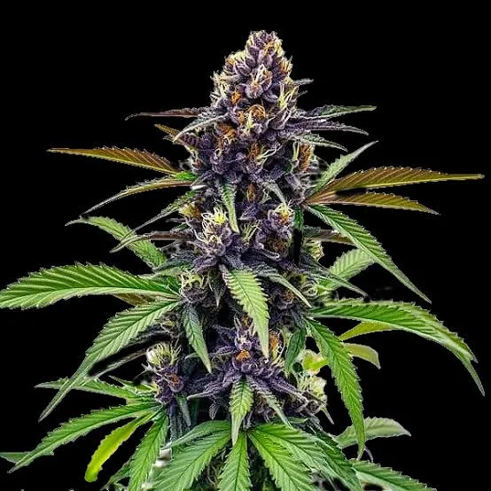 Black Cherry Soda