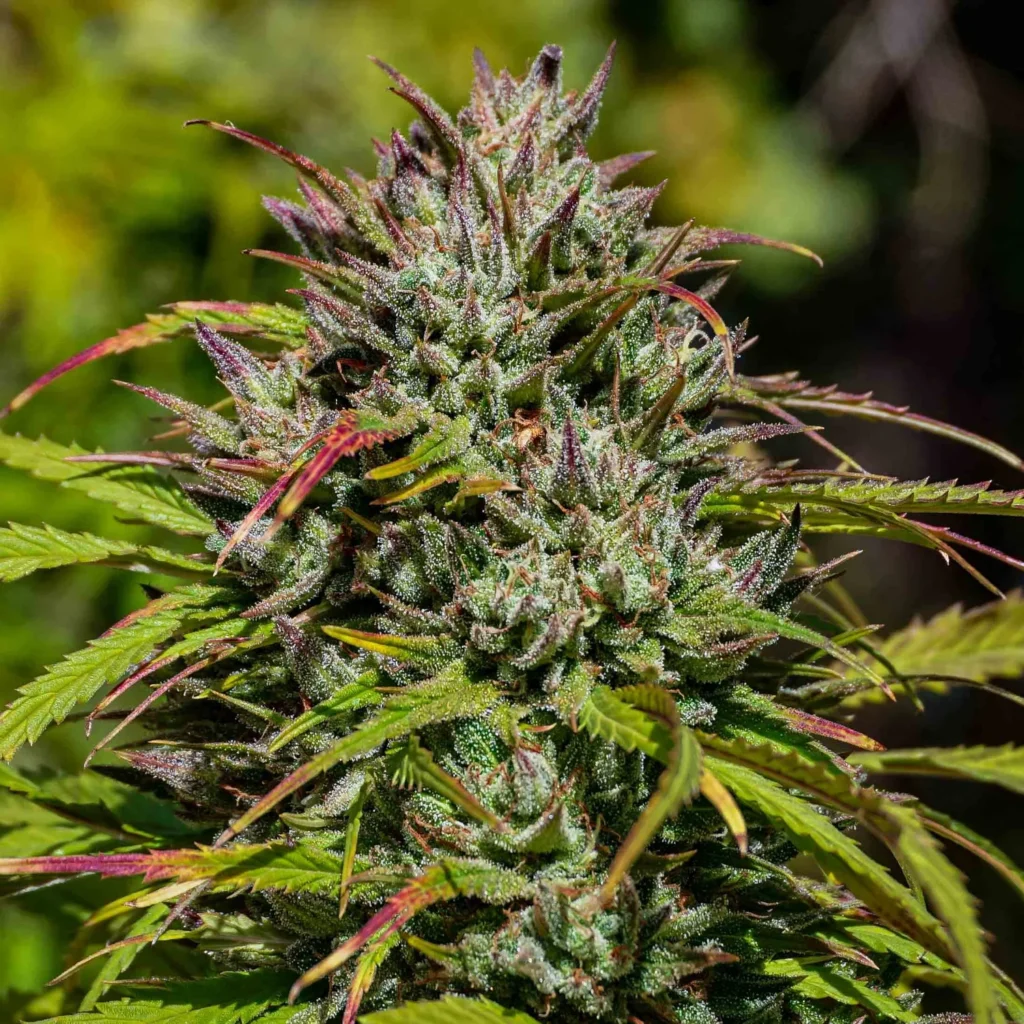 Black Lime Reserve