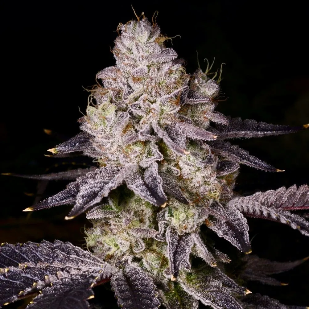 Black Truffle