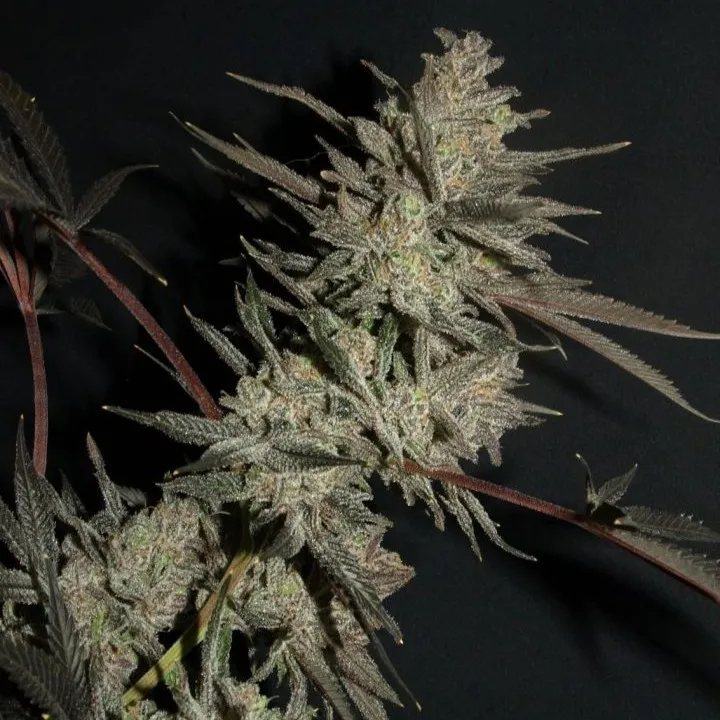 Blue Dynamite