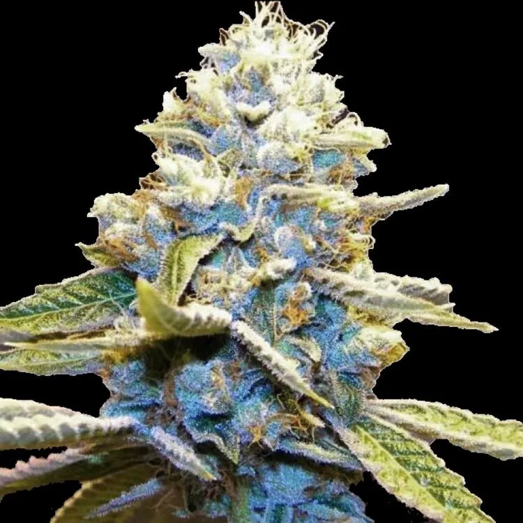 Blue God