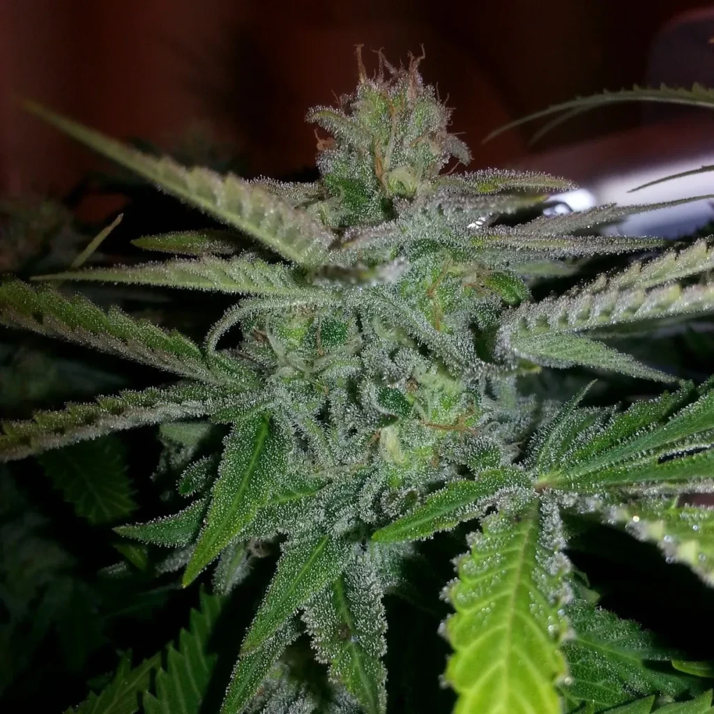 Blue Moonshine