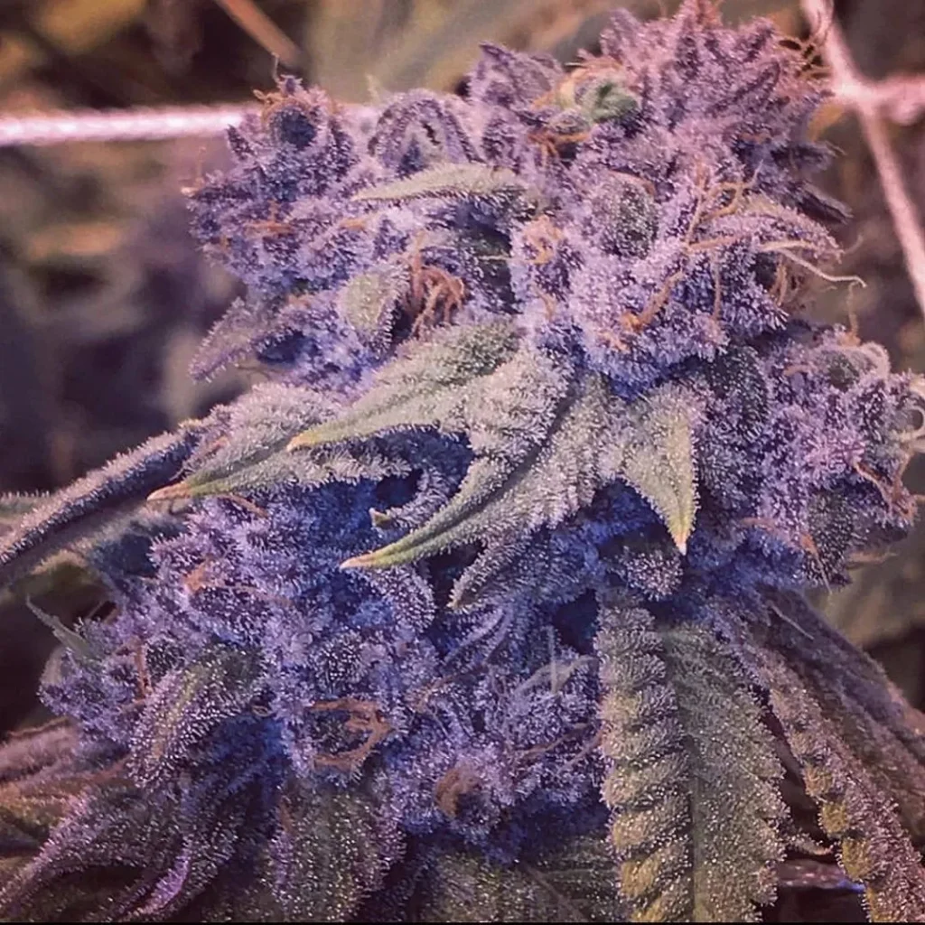 Blue Power