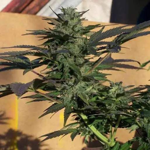 Blue Rhino