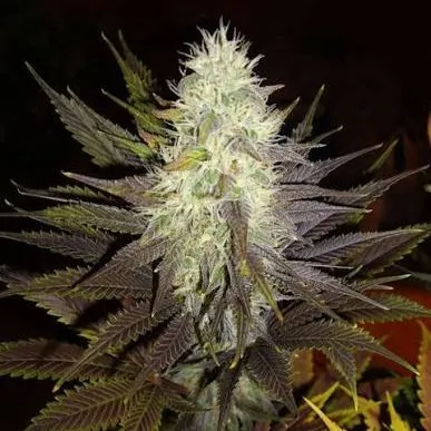 Blue Widow