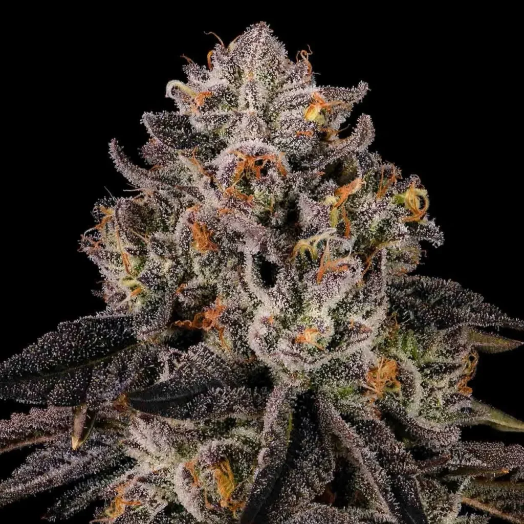 Blueberry Caviar