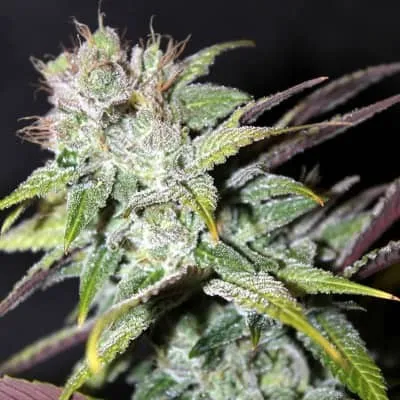 Blueberry Cheesecake