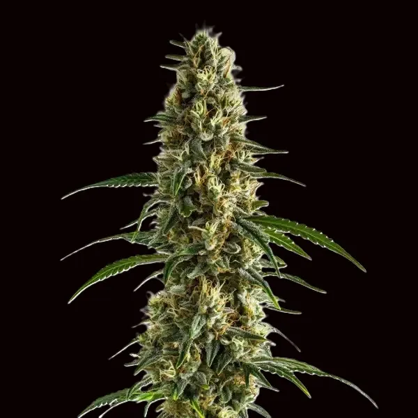Blueberry Clementine
