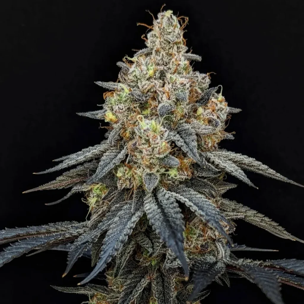 Blueberry Diesel