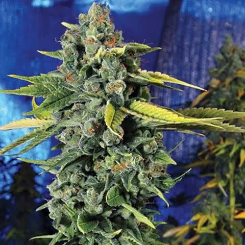 Blueberry Haze