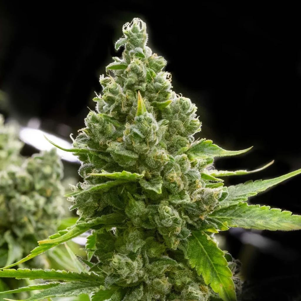 Blueberry Headband