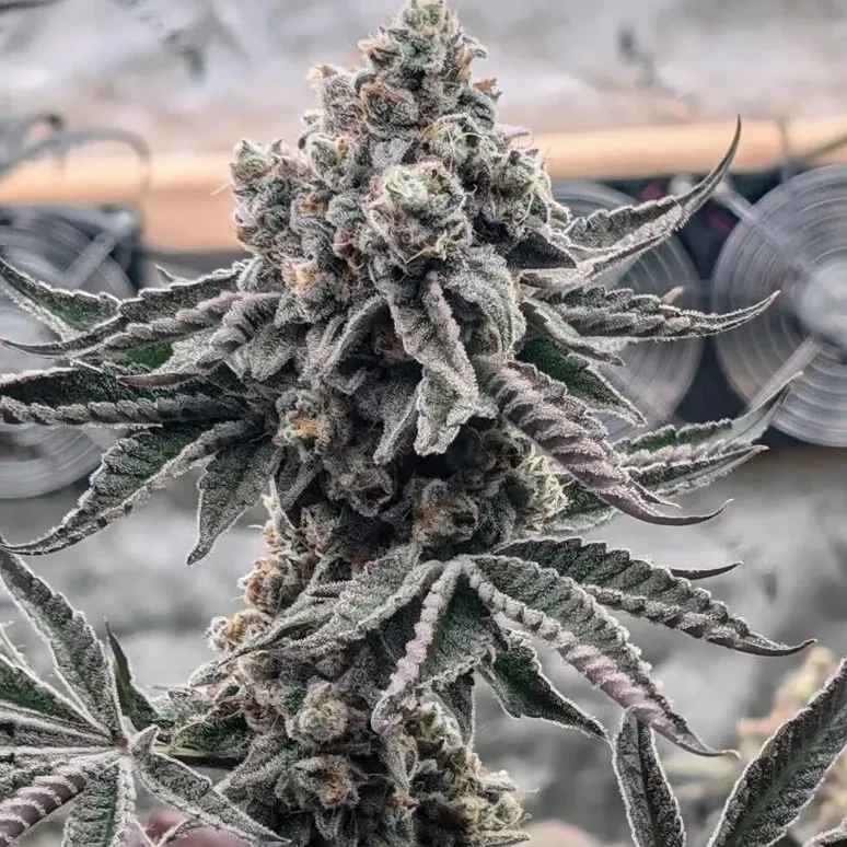 Canna Country #26