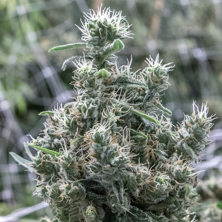 Cannatonic