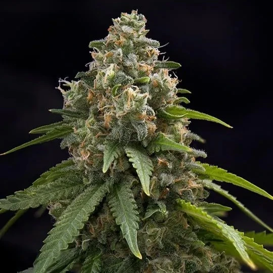 Chem 91