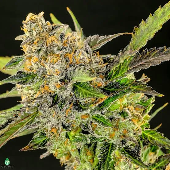 Cherry Chem