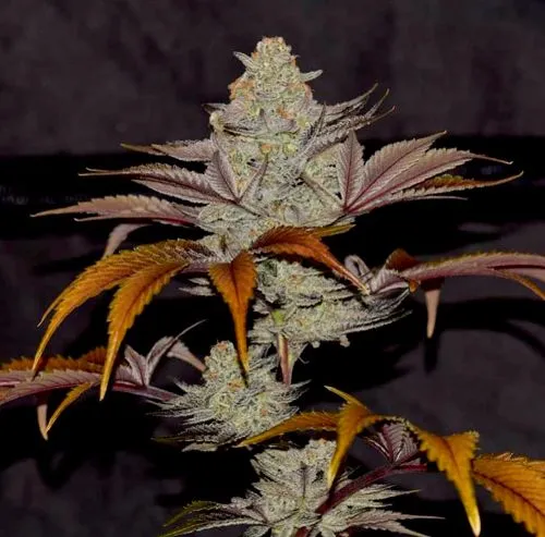 Cherry Cookies