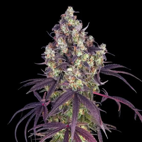 Cherry Gelato