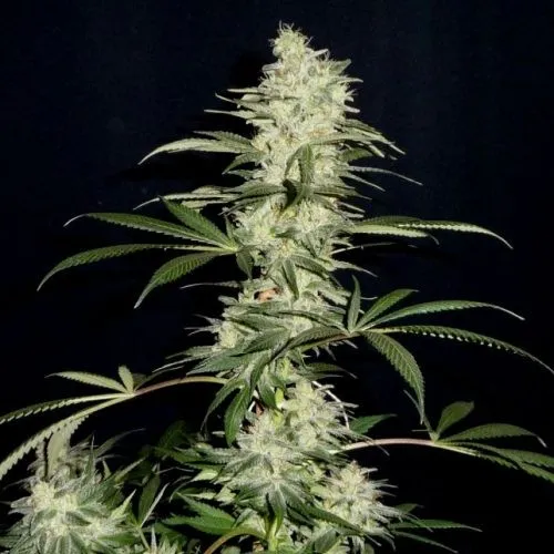 Chocolate Diesel