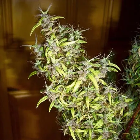 Colombian Black