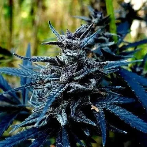 Congo Black