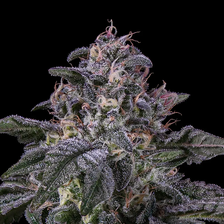 Congo Creek Haze