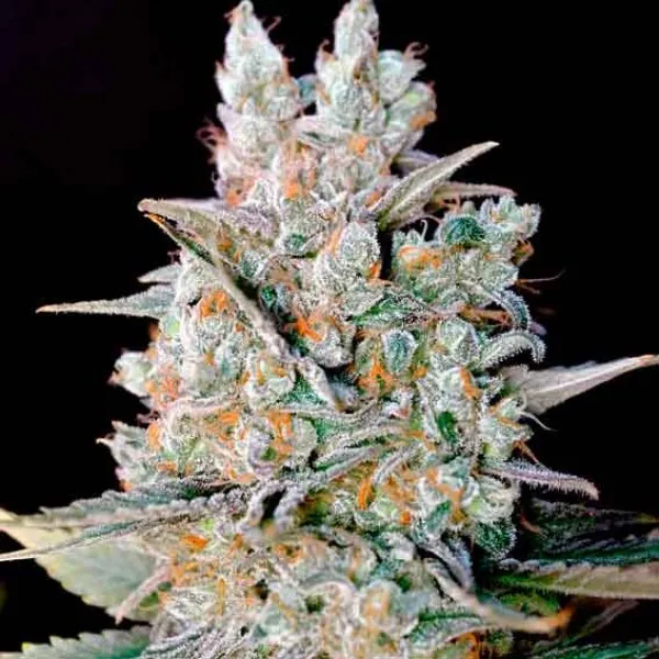 Critical Bilbo