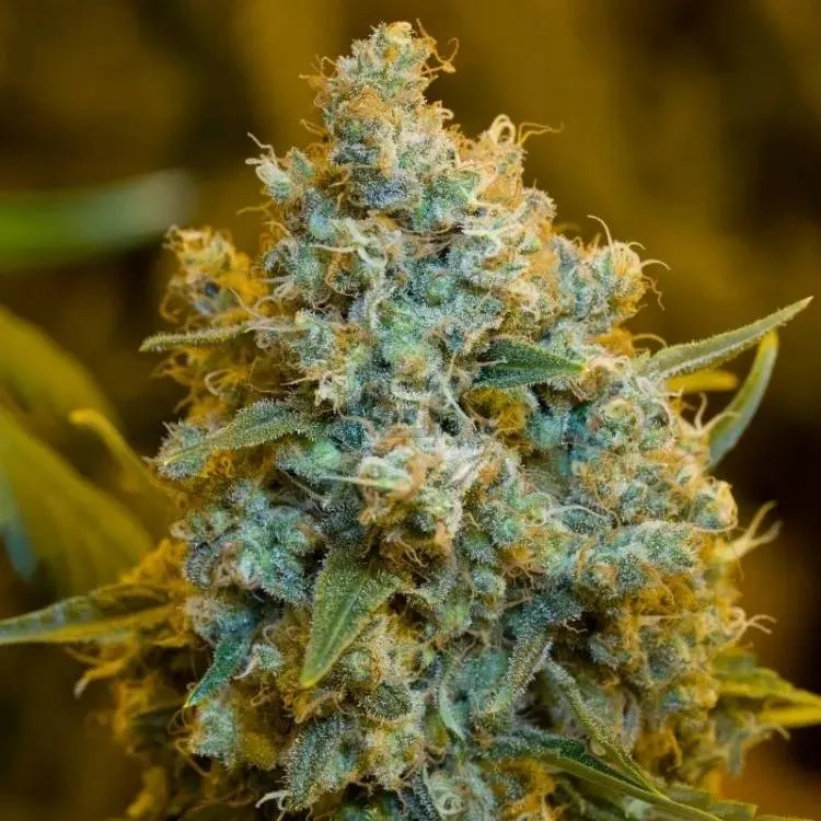 Critical Jack